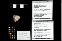 Foto (Objekt + Etikett) von Munidopsidae indet.  (NHMW-GEO-1990-0041-10153b)